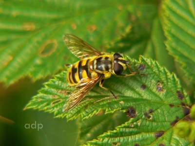 Myathropa florae, female, Alan Prowse